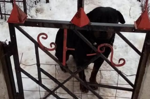 В Харьковской области пес насмерть загрыз ребенка