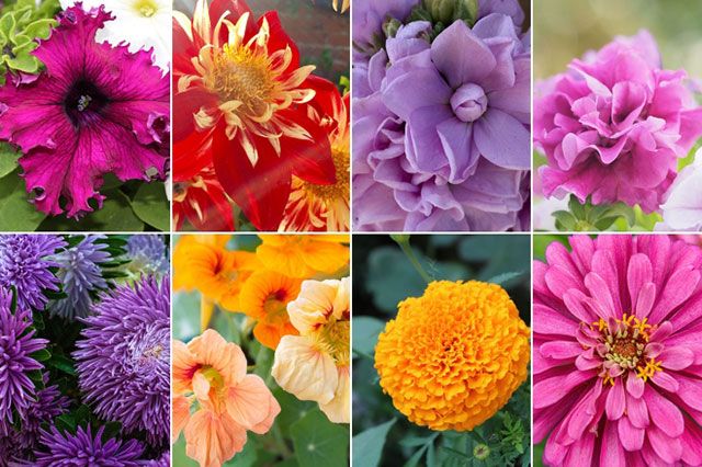 Многоцветные однолетние цветы с разной высотой (каталог с фото)