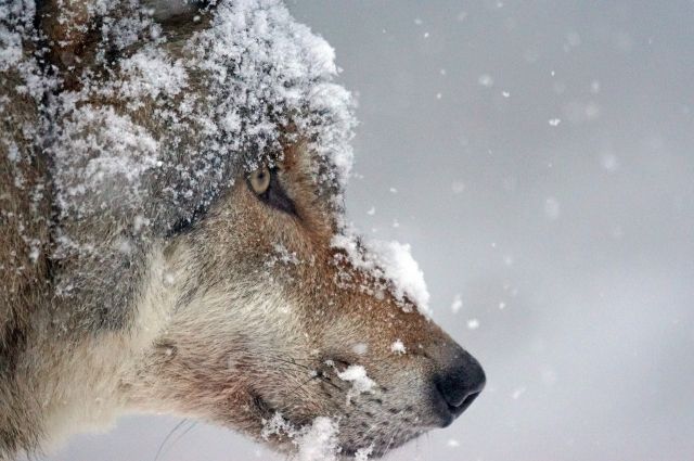Ежегодно охотники Приангарья добывают минимум 150 волков.