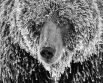 Медведь гризли преследовал лосося в незамерзающей реке на территории Серверного Юкона в Канаде. При температуре -30 градусов его влажный мех мгновенно замерз, когда он вышел из воды.