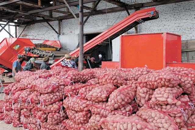 Калининградская область начала экспортировать картофель на Украину