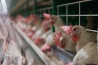 Казахстан запретил ввоз мяса птицы из Винницкой области: причина