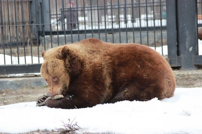 Желания выйти на прогулку у медведей пока нет, но сон у них в этом году очень чуткий. Они реагируют на шум, поэтому сотрудники зоопарка стараются соблюдать тишину. Ведь зимний сон крайне важен для здоровья медведей (фото из архива)
