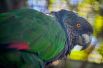 Императорский амазон. Эта птица семейства попугаевых обитает на острове Доминика и изображена на флаге страны. Находится на грани исчезновения из-за разрушения естественной среды обитания, охоты и незаконного отлова с целью продажи. Сейчас в дикой природе насчитывается от 1 до 49 взрослых особей.