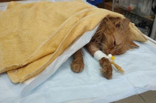 В Тюмени живодеры сняли шкуру с кота