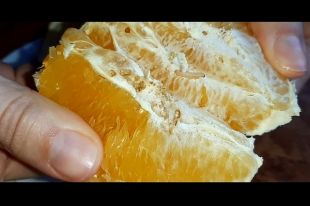 Тюменка возмутилась, купив в магазине апельсины с личинками мухи