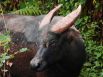 Тамарау или филиппинский буйвол. Наиболее крупный из островных буйволов, эндемик Филиппин. Сейчас вид находится под угрозой — раньше тамарау встречались во всех частях острова Миндоро, а теперь только на нескольких участках, в частности, в крупнейшем национальном парке страны — Маунтс-Иглит — Бако. Всего их насчитывается от 220 до 300 особей.