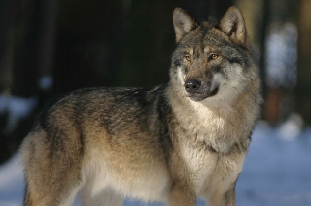 Только с начала 2020 года в Прикамье добыли 74 волка.