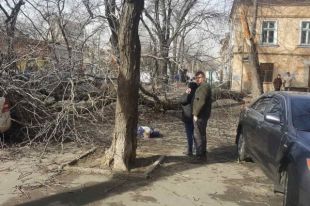 В центре Одессы дерево раздавило женщину
