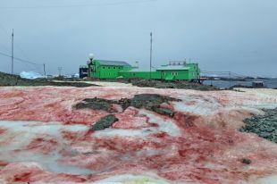 Вокруг станции «Академик Вернадский» в Антарктиде «зацвел» снег