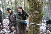 Лесных волонтёров учат по диаметру дерева определять его возраст