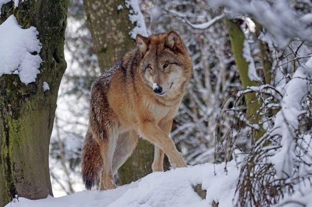 В Уватском районе волки нападают на собак 