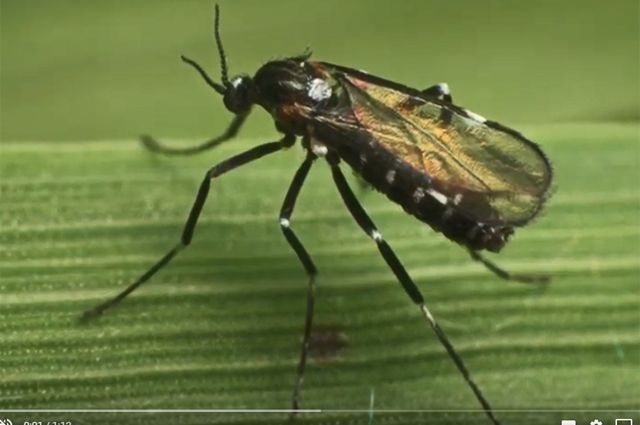 Взрослое насекомое малинной галлицы напоминает мелкого комара. 