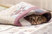 Коронавирус могут передать домашние животные: детали