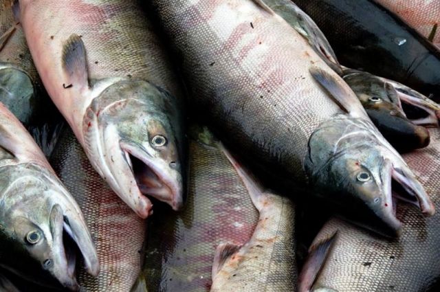 В Оренбургскую область пытались провести 3 тонны испорченной рыбы