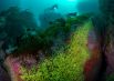 Подводный мир островов Силли в Великобритании.