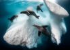 Тюлени-крабоеды, живущие на дрейфующем айсберге. Победитель конкурса. 