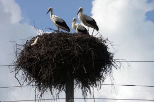 Летят перелетные птицы? Вернутся ли из-за тепла пернатые раньше, чем обычно