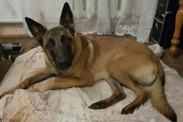 В Сумах собака спасла пенсионерку, которая упала в трехметровый погреб