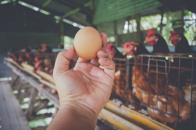 Можно ли пить куриные яйца при сахарном диабете