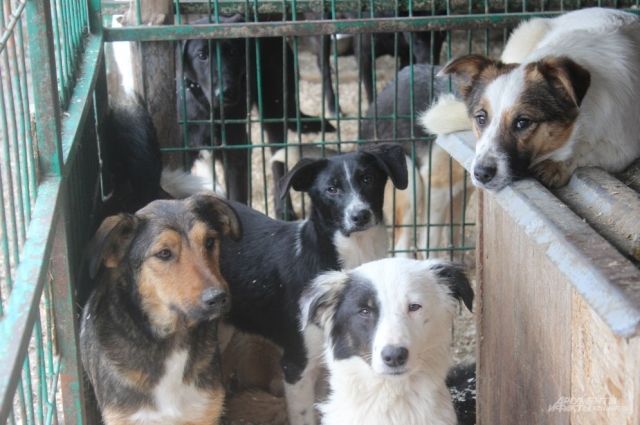 Часть собак останутся в питомнике – ждать новых хозяев,  других после стерилизации и вакцинации выпустят на улицу.