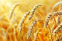 Чем заменить пшеничную муку, какая мука полезнее, из чего готовить ПП-выпечку