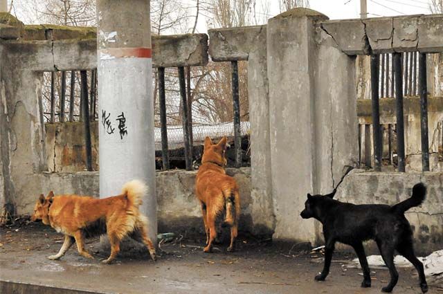 Каждый год в городах и районах республики более двух тысяч человек сообщают о нападении собак.