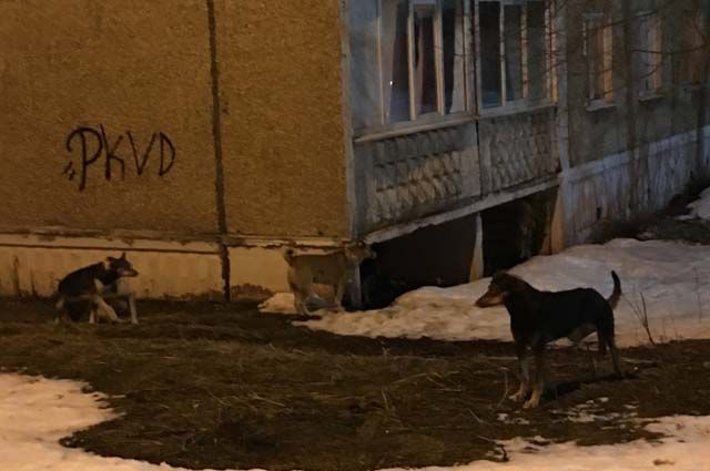 3 марта пермячка увидела стаю безнадзорных собак, которые живут под балконами жилого дома на ул. Рабоче-Крестьянской, 30.