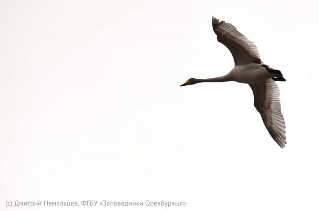 В Оренбуржье с юга прилетели лебеди-кликуны.