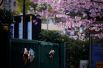Люди фотографируют цветущие вишни возле входа в закрытый парк, Шанхай, Китай..