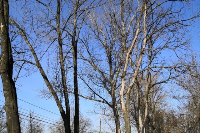 Шторм в Калининграде повалил более 50 деревьев
