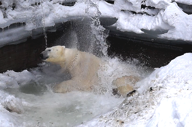 Для начала сотрудники зоопарка заполнили водой бассейн в вольере белого медведя Кая.