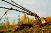 В крае сосредоточено 14% лесного фонда России - это более 3% мировых запасов древесины.