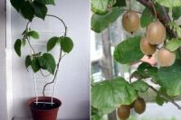 Киви в домашних условиях: как прорастить семена