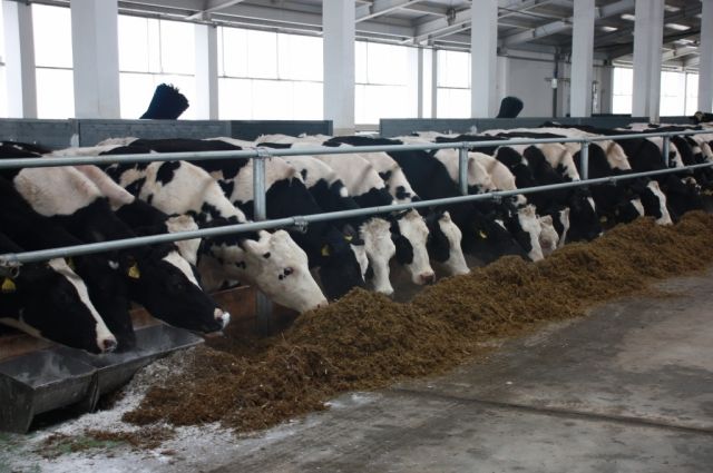 305 голландских коров будут поить молоком сибиряков - но после карантина.