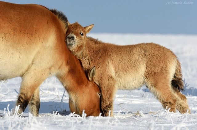 Фото из оренбургского заповедника высоко оценил National Geographic.
