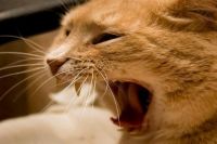 Типы кошачьей агрессии: причины и последствия такого поведения
