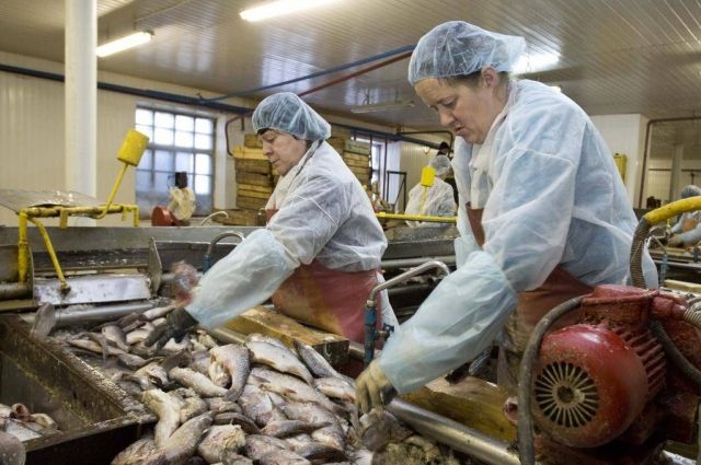 Предприятия округа поставляют рыбу в «Ленту»