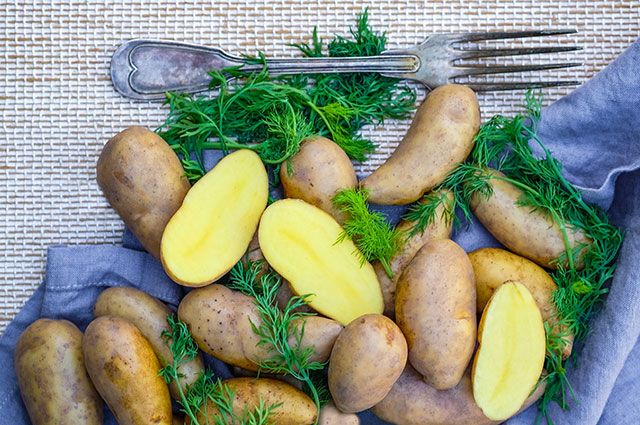Картофель: как сохранить и приумножить урожай клубнеплода