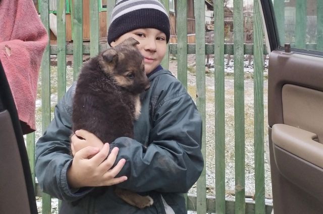 На счету 9-летнего Матвея Мамедова не один десяток собак и кошек, которым он помог.