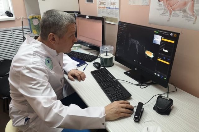 В клинике установлено самое современное оборудование. Яков Костриков изучает рентгеновские снимки животных на компьютере. Всё, как в хороших больницах. Только пациенты здесь особенные – с хвостами и лапами.