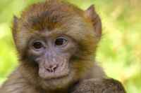 11 обезьян навсегда останутся в Сибирском зоопарке.
