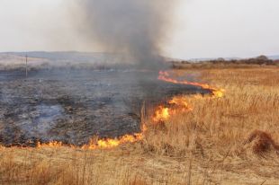 Украина в огне. Какой штраф предлагают ввести поджигателям экосистем