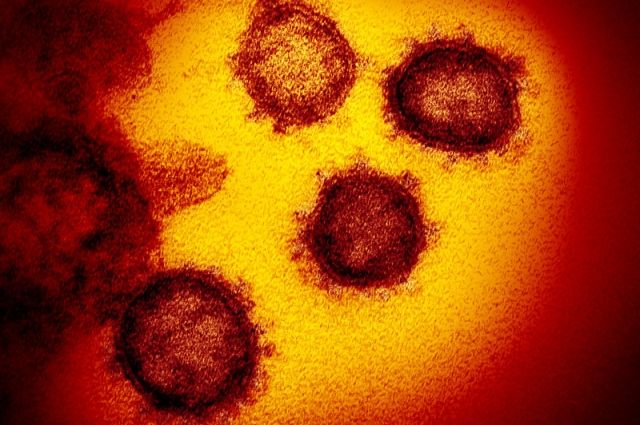 Ученые установили причину появления новых вирусов