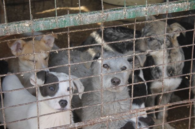 Двухнедельных карантин обязателен и для доманих животных, прибывших из-за границы.