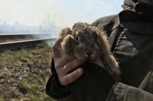 Спасли зайчонка и дачи: в Хмельницкой области ликвидировали пожар
