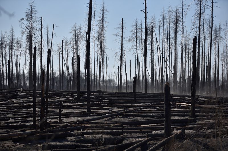 Сгоревший лес в районе села Полесское.