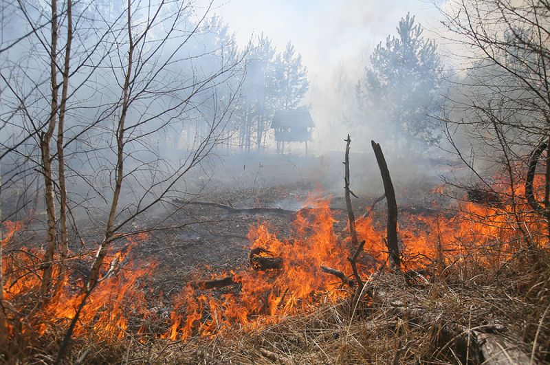 Лесной пожар, возникший в районе села Полесское.