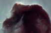 Туманность Конская Голова в созвездии Ориона — один из самых фотографируемых объектов в космосе. Снимок сделан в 2001 году.