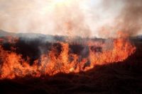 Германия поможет Украине оборудованием для борьбы с лесными пожарами